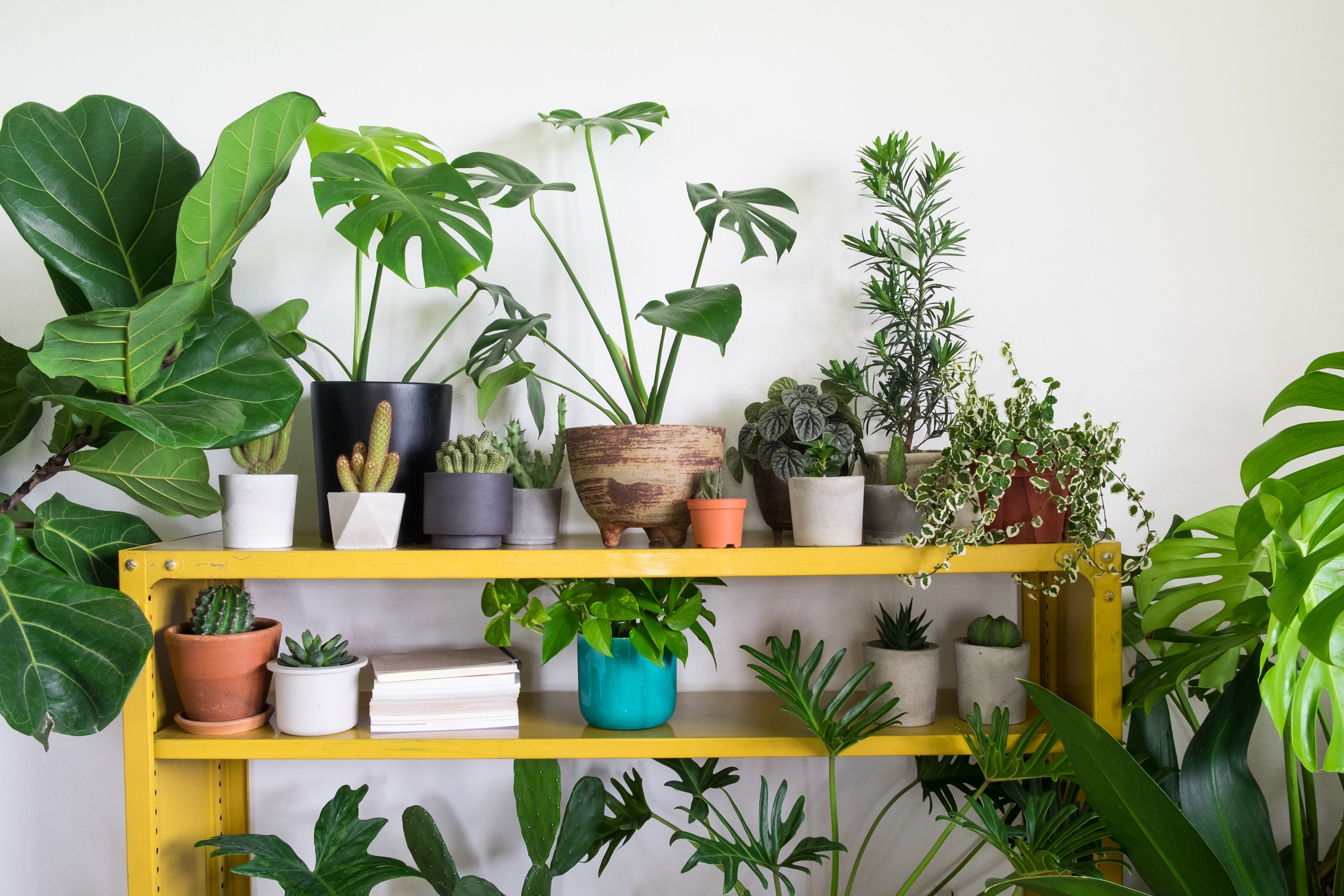 Discover The Benefits Of Indoor Plants Love The Garden